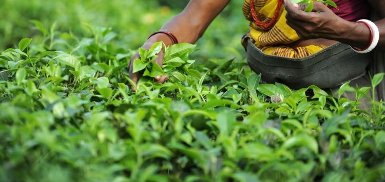 Jagdamba Tea Processing